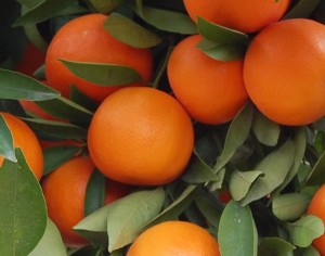 Mandarinas1