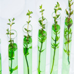 Envases con plantas blog