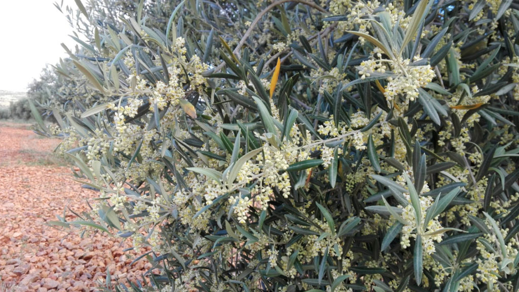 flor-de-olivo-1024x576