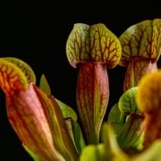 planta carnivora