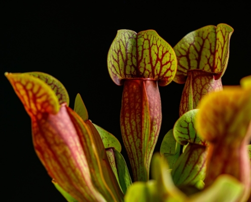 planta carnivora